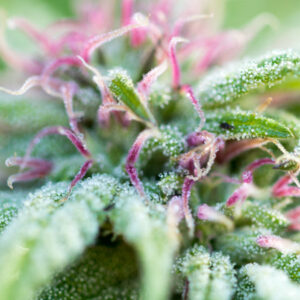 Cannabis close up photo